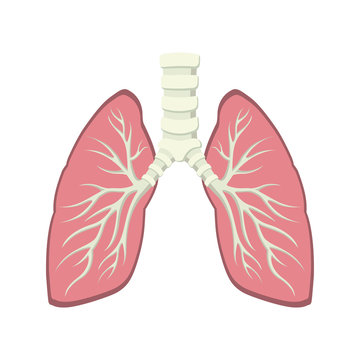 inside human lung anatomy