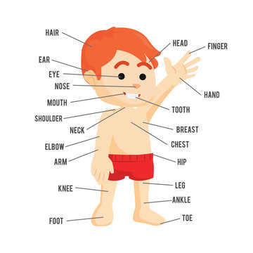 human body parts illustration design