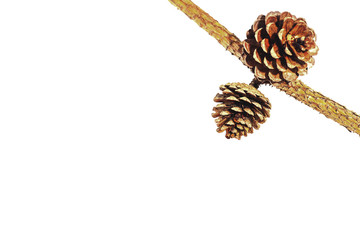 pine nut