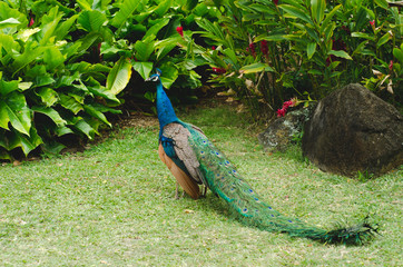Naklejka premium peacock