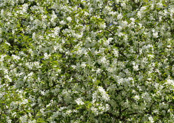 Blossoming apple. Texture, background.
Branches of apple with white flowers fill the entire frame.