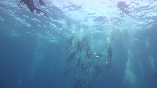 Whale shark  and many divers on the surface 