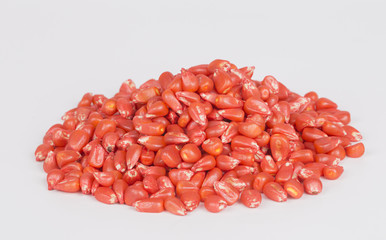 Corn seeds covered with pesticide