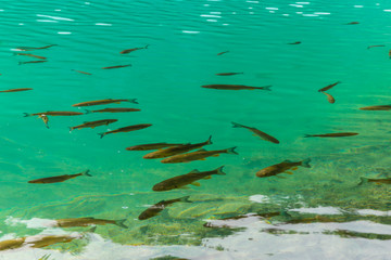 Fototapeta premium Blue-green crystal clear lakes in Plitvice, Croatia, on a bright sunny day in summer