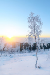 Birches in hoarfrost, morning, frosty dawn in the Arctic tundra.