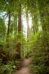Pathway in the Redwoods