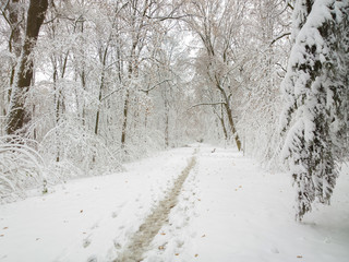 Obraz premium Winter park.