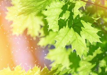 Spring background with fresh maple leaves in sunlight