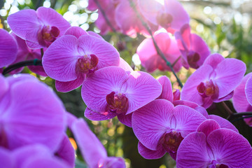 Fototapeta na wymiar Beautiful orchid in public garden