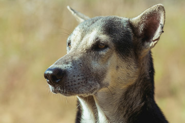 Fototapeta premium straydog