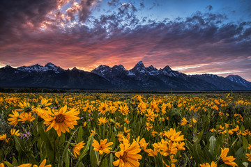 Grand Tetons and wildflowers at sunset - Powered by Adobe