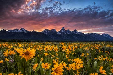 Fototapete Teton Range Grand Tetons und Wildblumen bei Sonnenuntergang