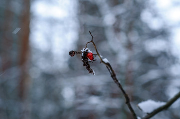 berry of mountain ash on a branch in winter