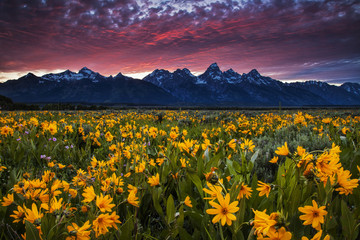 Grand Tetons and wildflowers at sunset