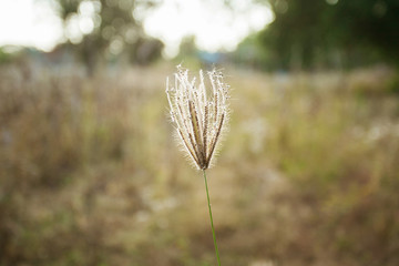 Grass evening light