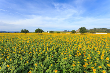 Beautiful sunflower and blue sky background