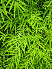 Panele Szklane  Żywy zielony kolor liści bambusa