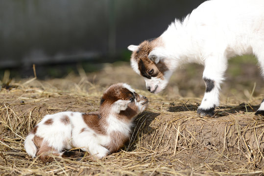 white goat kid standing and goat kid lying on straw