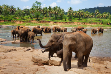 Fototapeta na wymiar Elephants on Sri Lanka