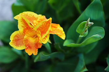 Large yellow flower.