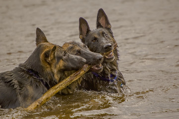 Canine Teamwork