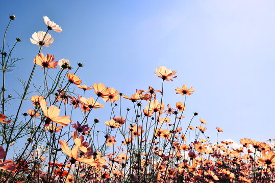 Vintage landscape nature background of beautiful cosmos flower field on sky with sunlight. retro color tone filter effect