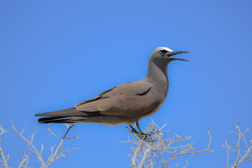 Brown Noddy, exotic bird on a branch, French Polynesia, Tahiti 