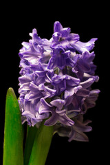 hyacinthus, greeting card