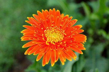 beautiful orange gerbera grow in the garden