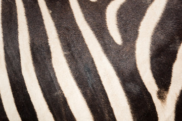 Fototapeta na wymiar black and white zebra skin pattern for background