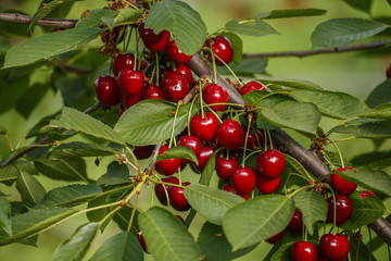 Working in the cherry orchard. Inside of a covered orchard.