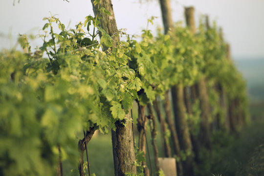 Vineyard in Lower Austria