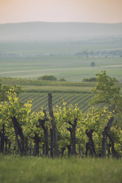 Vineyard in Lower Austria