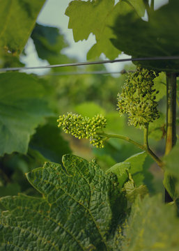 Young grapes in the vineyard
