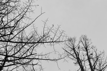 Tree top against the sky