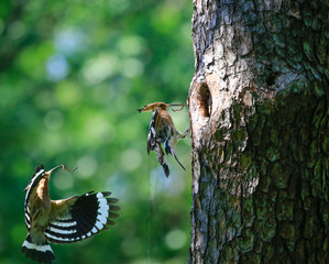 후투티의 모성애 © sephoto