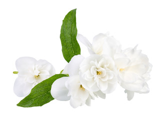 Obraz na płótnie Canvas Jasmine flowers isolated on white