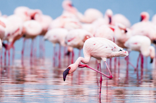 Lesser Flamingoes along the shoreline of Lake Nakuru