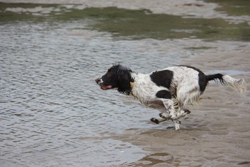 Very cute liver and white working english springer spaniel pet 