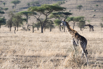 Giraffe in Tanzania