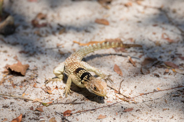 collared iguanid lizard, madagascar