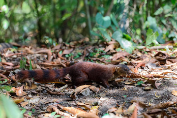 Ring-tailed mongoose (Galidia elegans) Madagascar