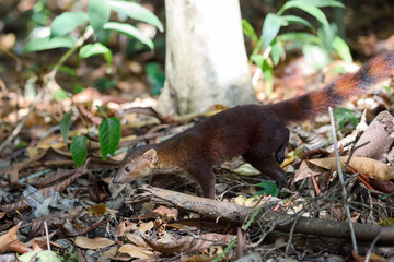 Ring-tailed mongoose (Galidia elegans) Madagascar