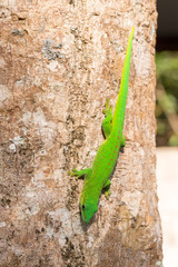 Phelsuma madagascariensis day gecko, Madagascar