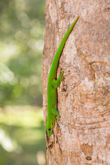Phelsuma madagascariensis day gecko, Madagascar