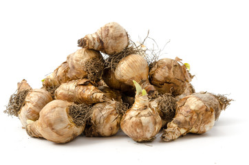 Narzissen-Blumenzwiebeln