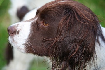 Very cute liver and white working english springer spaniel pet g