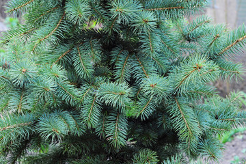 Blue spruce. Branches of blue fir tree.