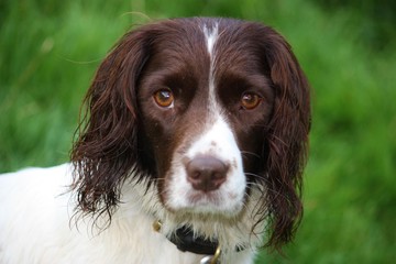 Very cute liver and white working english springer spaniel pet g