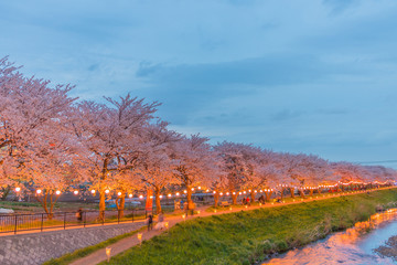 Cherry Blossoms at night